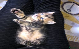 Bombay cats for sale: 3 little boy kittens - Image 8