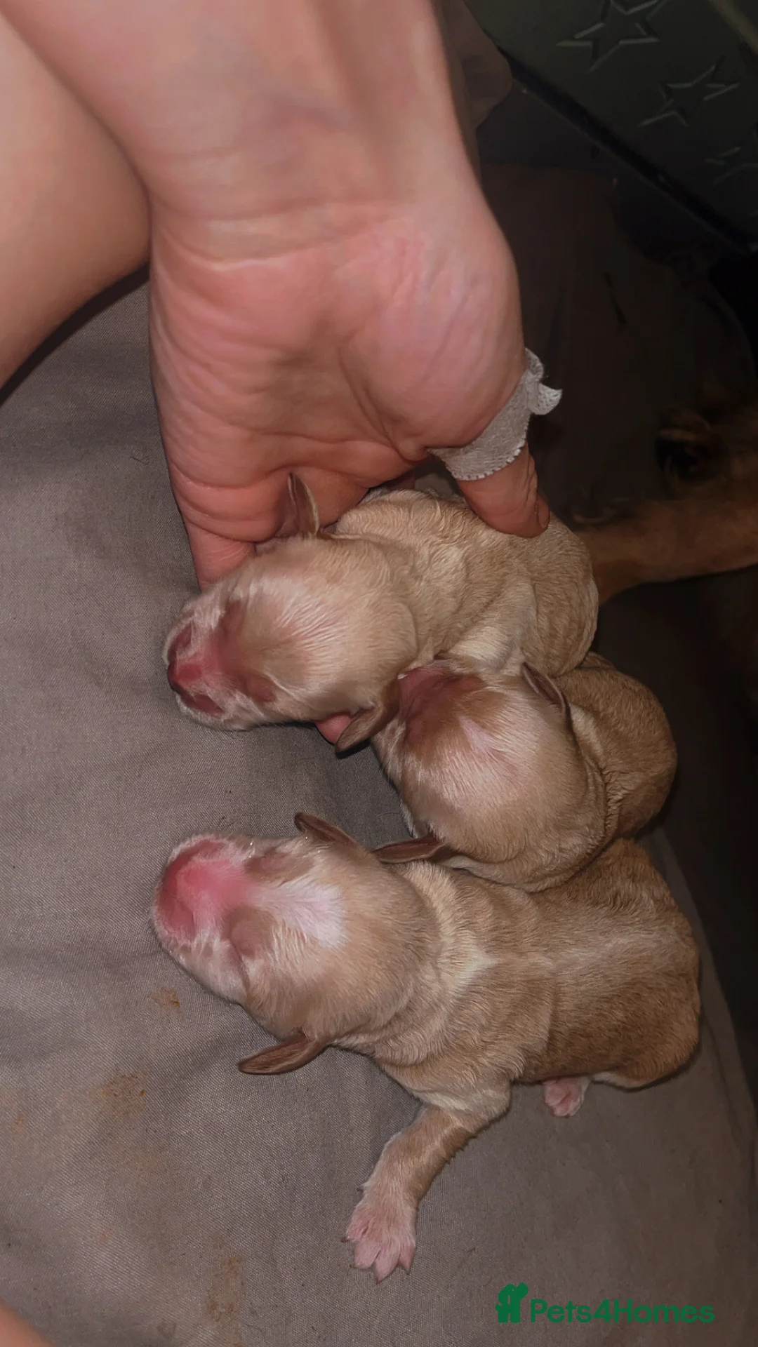 Cockapoo dogs for sale: Miniature cockapoo p in Sevenoaks - Advert 2