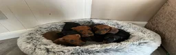 Miniature Dachshund dogs for sale: Miniature dachshund puppies - Advert 20