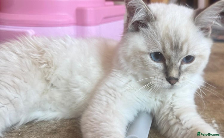 Ragdoll cats - Advert 11