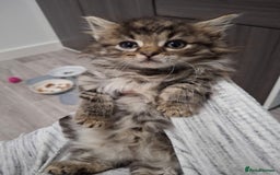 Ragdoll cats for sale: Beautiful Bengal/Ragdoll Male Kitten - Image 13