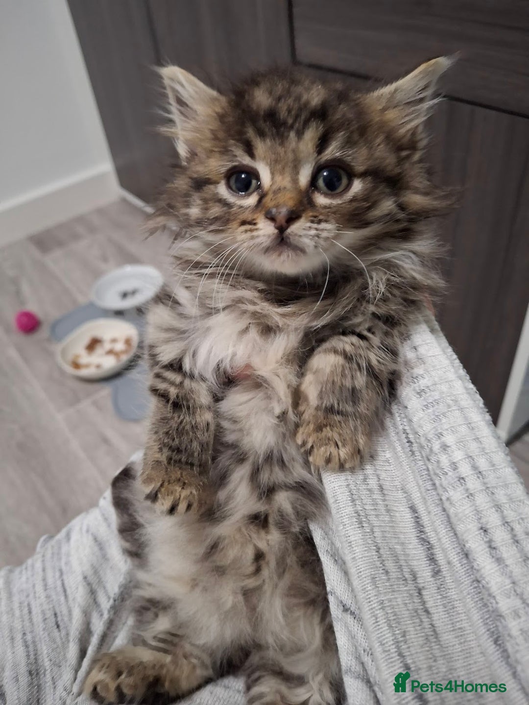 Ragdoll cats for sale: Beautiful Bengal/Ragdoll Male Kitten - Image 13