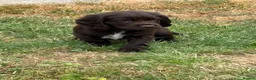Cocker Spaniel dogs for sale: Working Cocker Spaniel Puppies  - Advert 21