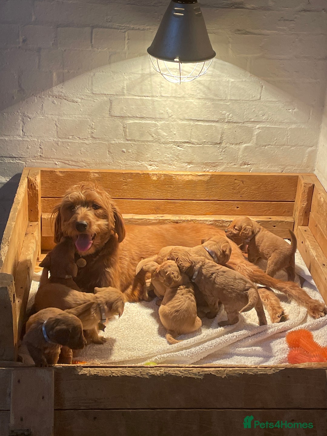 Labradoodle dogs for sale: Labradoodle Fox Red ❤️💞❤️Health check - Image 14