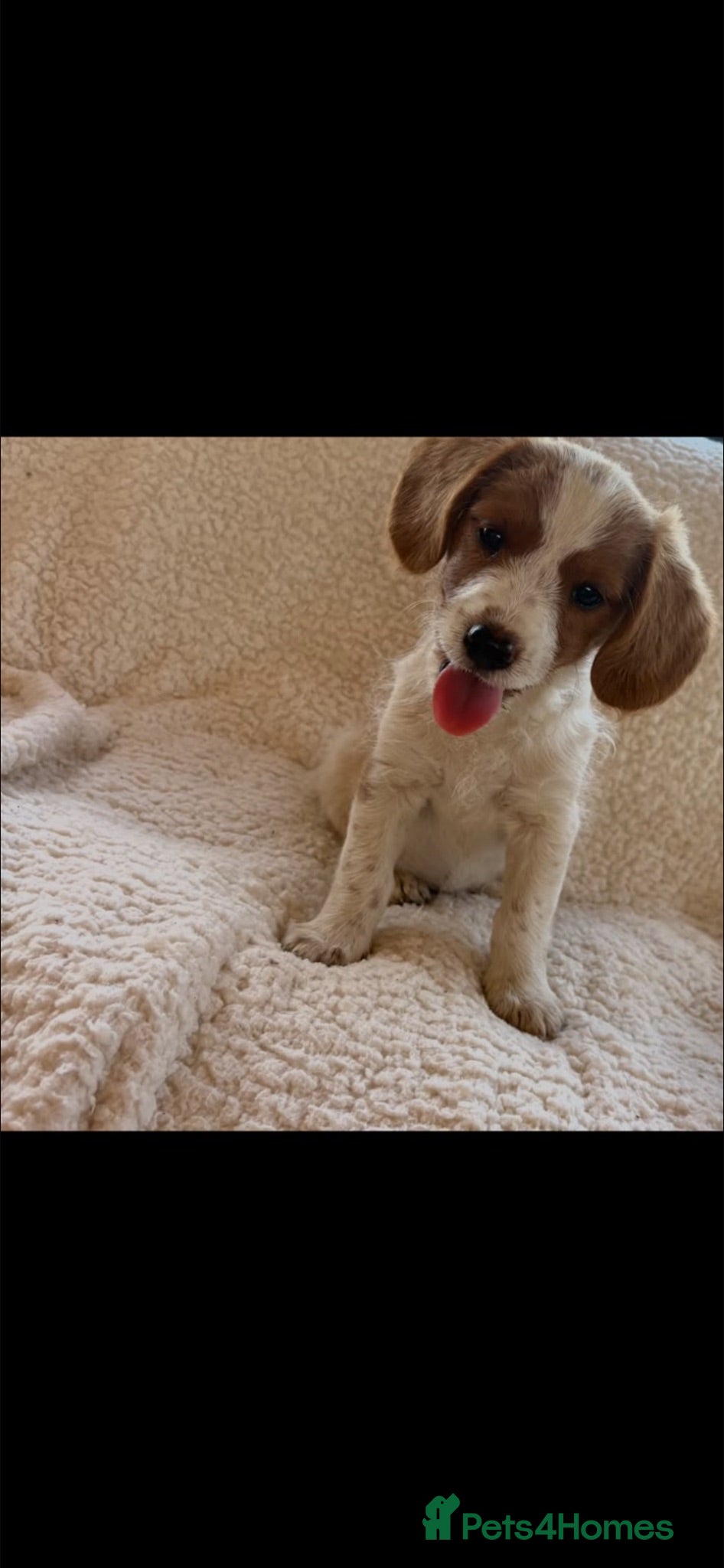 Jack Russell dogs Miniature jack Russle - Advert 1