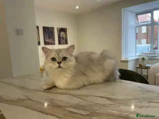 Persian cats Tilly -Beautiful Persian kitten 7 months - Advert 1