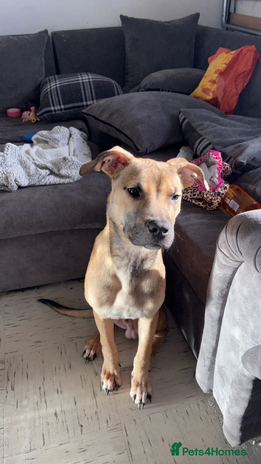 Mixed Breed dogs for sale: Belgian Malinois cross breed  - Advert 2