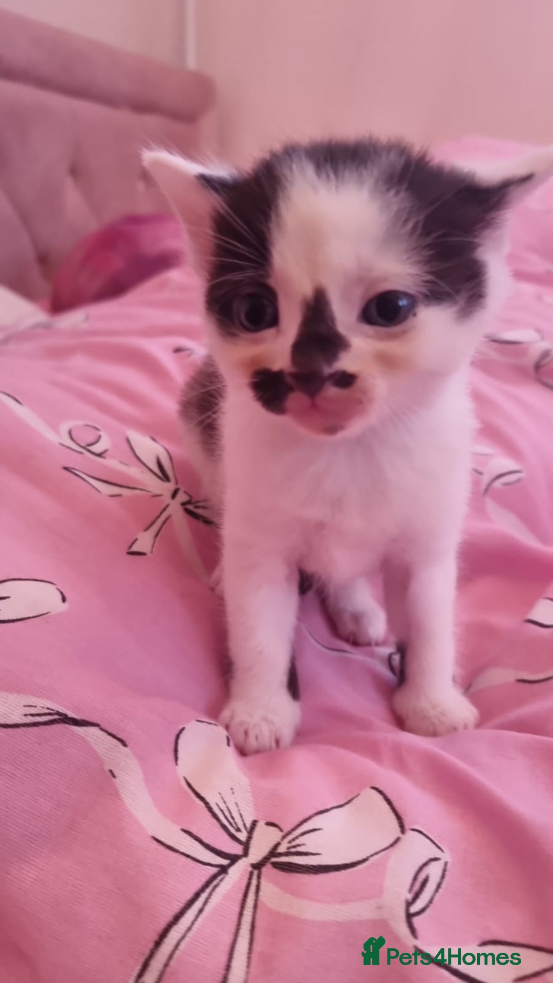 Mixed Breed cats for sale: 4 beautiful kittens for sale ♡ - Advert 6