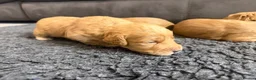 Cockapoo dogs for sale: Beautiful F1 Cockapoo Puppies  - Advert 5