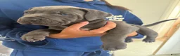 Cane Corso dogs for sale: 2 beautiful chunky cane corso male puppies  - Advert 4