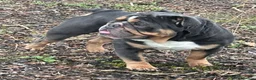 English Bulldog dogs for stud: Blue Tri stud boy  - Advert 4