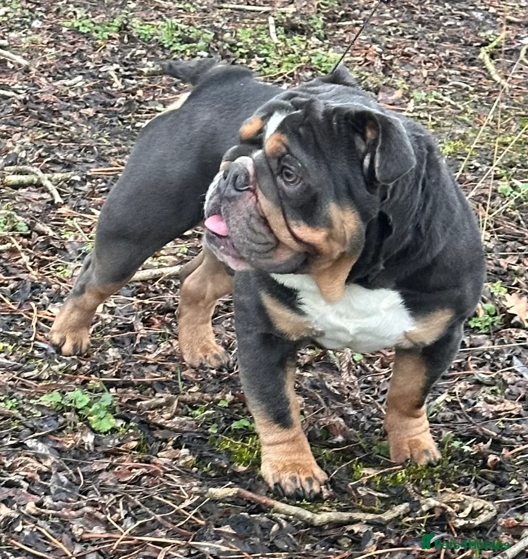 English Bulldog dogs for stud: Blue Tri stud boy  - Advert 4