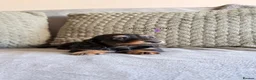Miniature Dachshund dogs for sale:     Exceptional KC Long Haired Mini Dachshunds🤍 - Advert 12