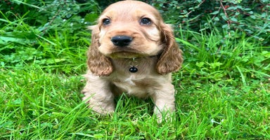 Cocker Spaniel dogs - Advert 6
