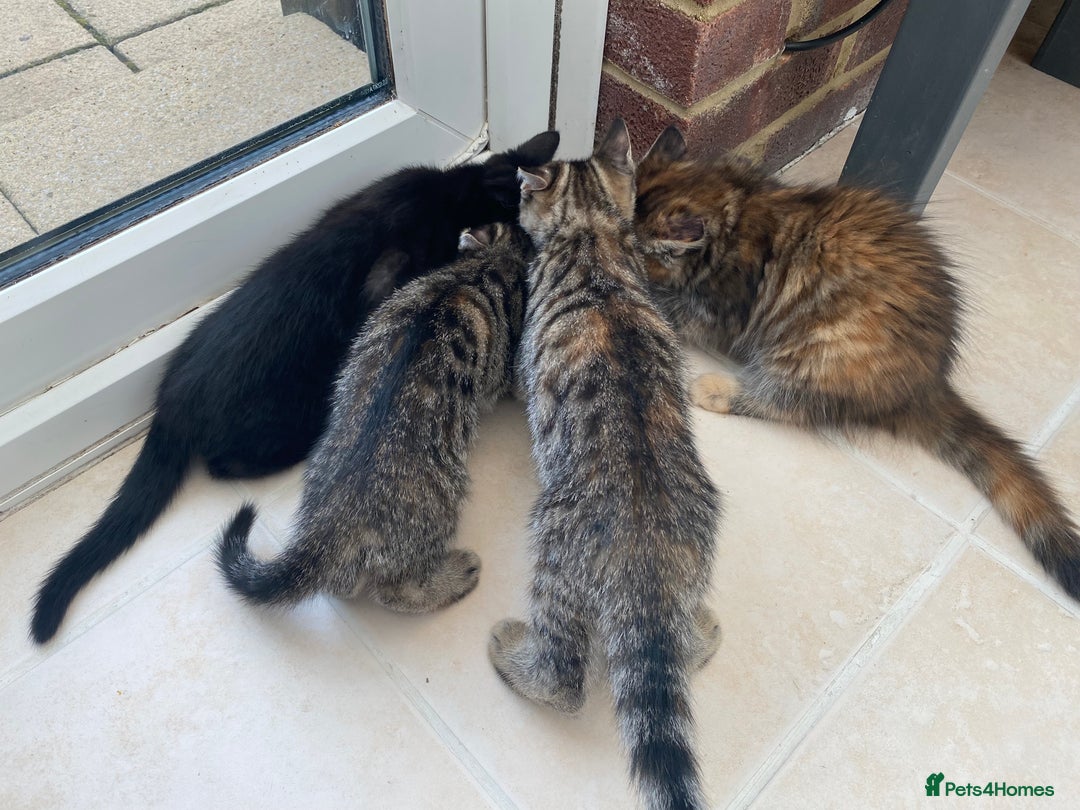 Mixed Breed cats for sale: Four mixed kittens for sale near colchester - Image 12