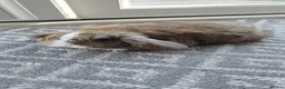 Mini Lop rabbits for sale: Mini lops - Advert 3