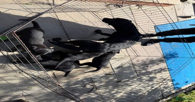 Labrador Retriever dogs - Advert 7
