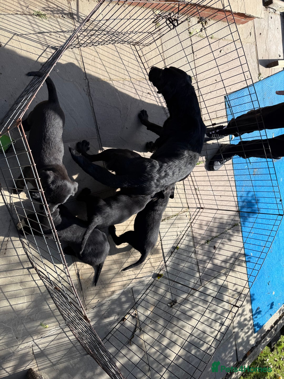 Labrador Retriever dogs for sale: Stunning black Labrador puppies  - Image 2