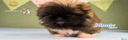 Pekingese dogs for sale: 💙OUTSTANDING QUALITY BOY 💙 champion lines in Gateshead - Advert 9