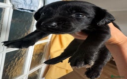 Springador dogs for sale: 8 Black Springador Puppies  - Image 4