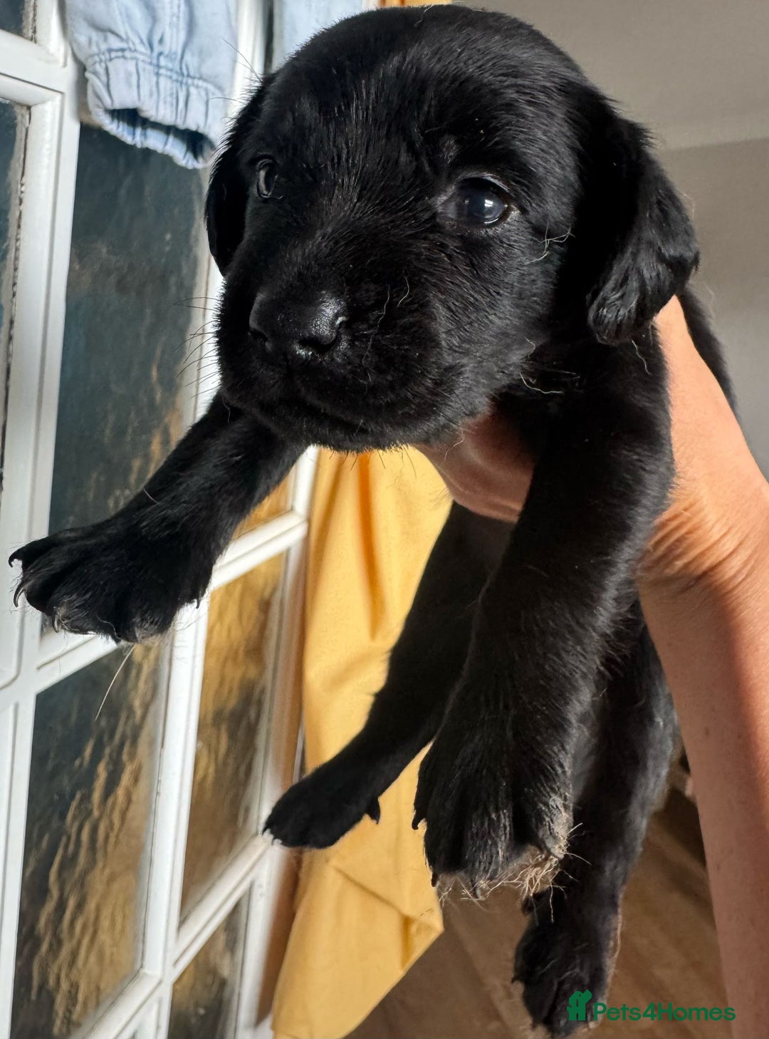 Springador dogs for sale: 8 Black Springador Puppies  - Image 4
