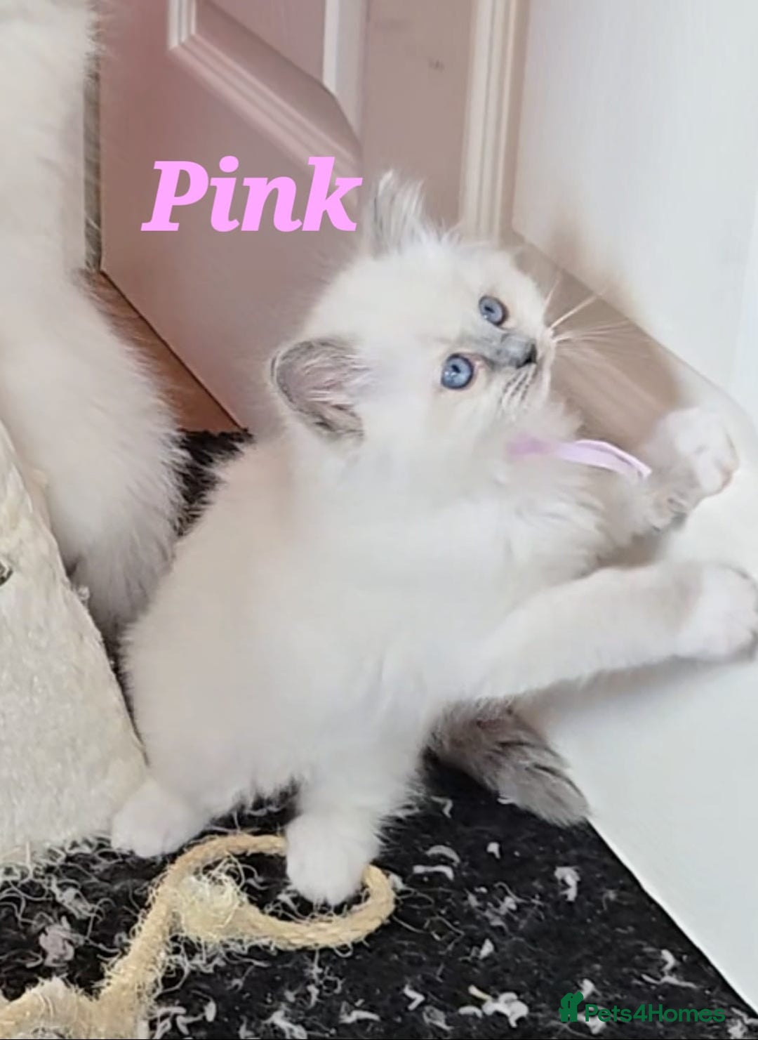 Ragdoll cats for sale: Pure Ragdoll Kittens (Mitted) - Image 5