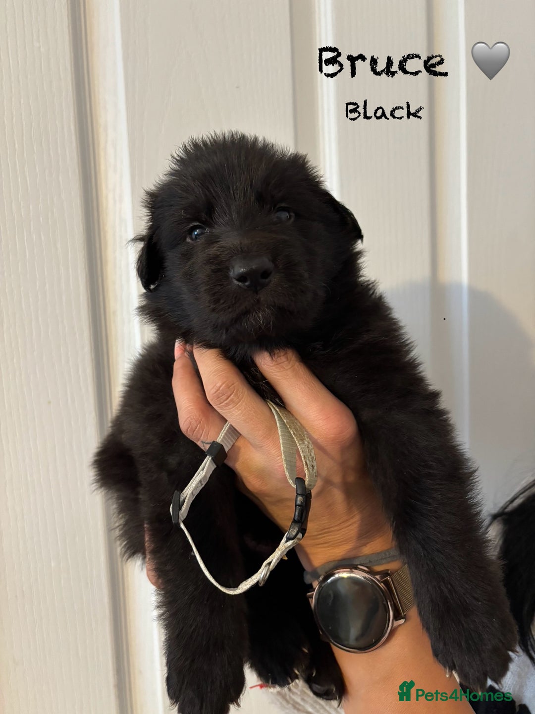 German Shepherd dogs for sale: K.C German Shepherd Puppies  - Image 4