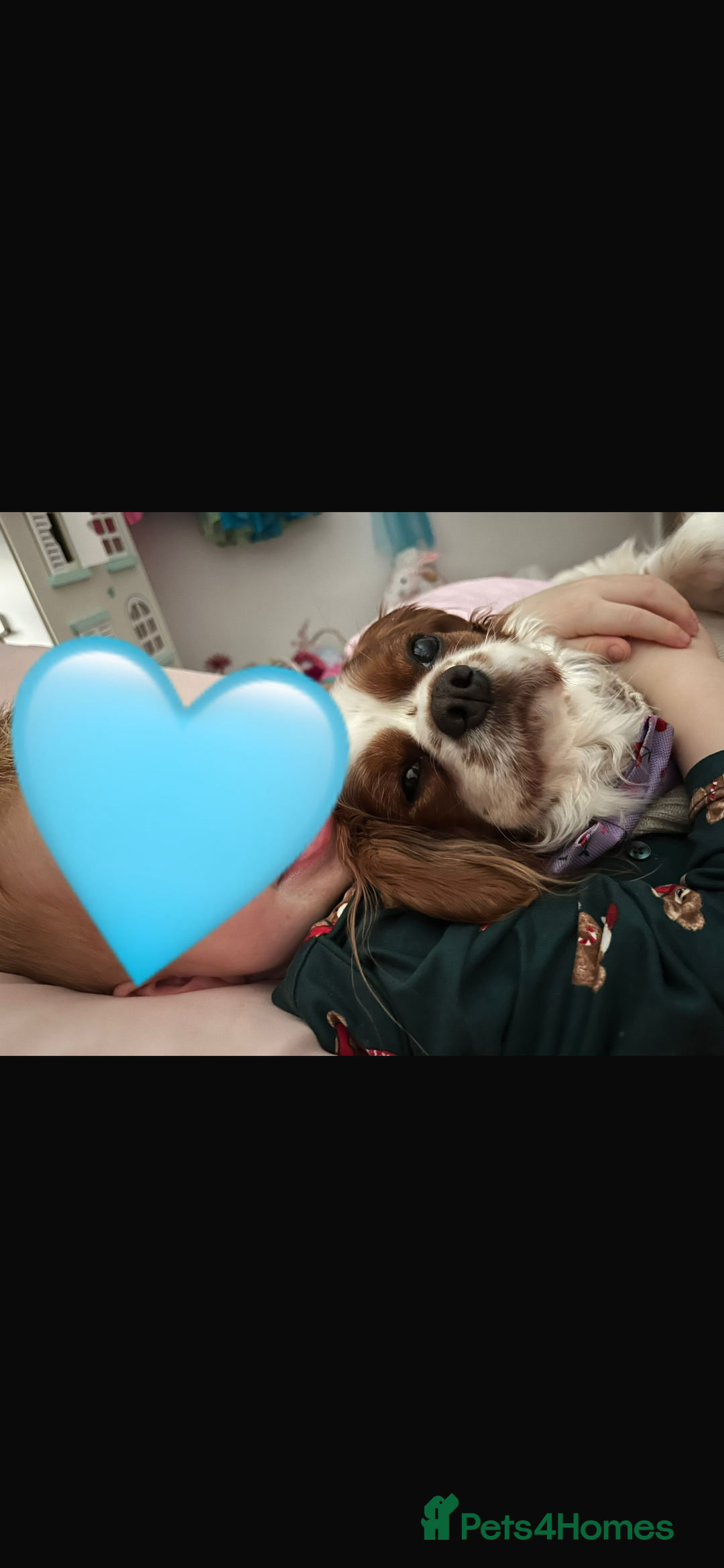 Cavalier King Charles Spaniel dogs for sale: Singleton Blenheim Cavalier Boy – Family Raised - Advert 25