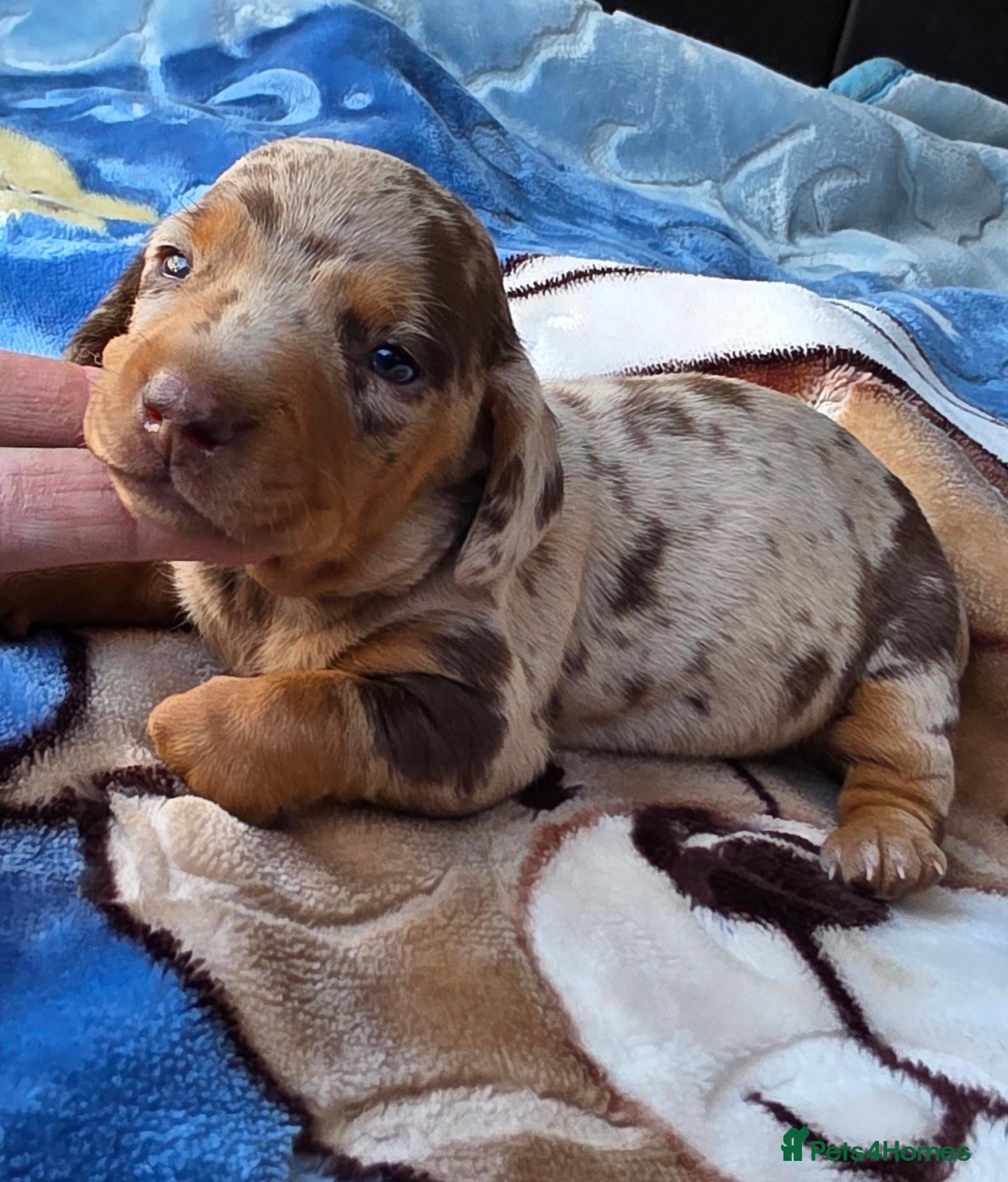 Miniature Dachshund dogs Mini dachshund girl - Advert 3
