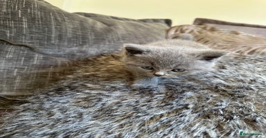 British Shorthair cats - Advert 7