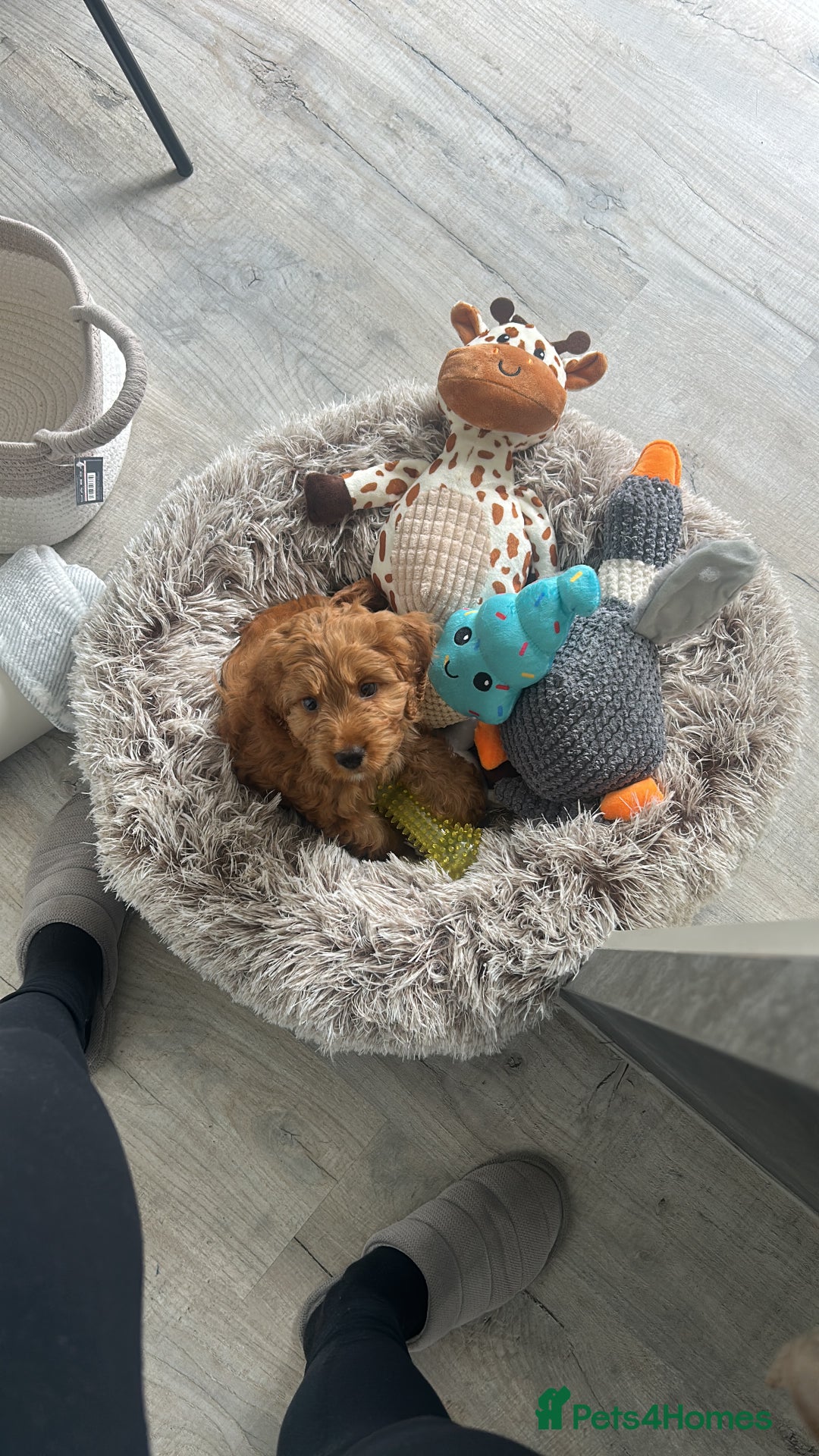Cockapoo dogs for sale: Cockapoo F1 for sale  - Image 4