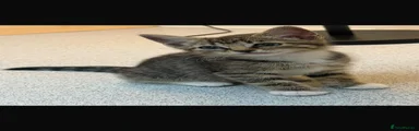 Kitten 5