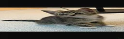 Mixed Breed cats for sale: Cute maine coone + domestic shorthair kittens - Advert 13