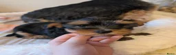 Yorkshire Terrier dogs for sale: Yorkshire terrier puppies ready for viewing  - Advert 5