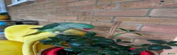 Parrots birds for sale: Cheeky year old alexandrine parrot - he talks!!  in Ilford - Advert 5