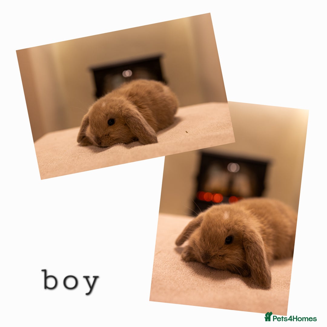 Mini Lop rabbits for sale: Ready soon 💫 Four gorgeous mini lop bunnies - Advert 5