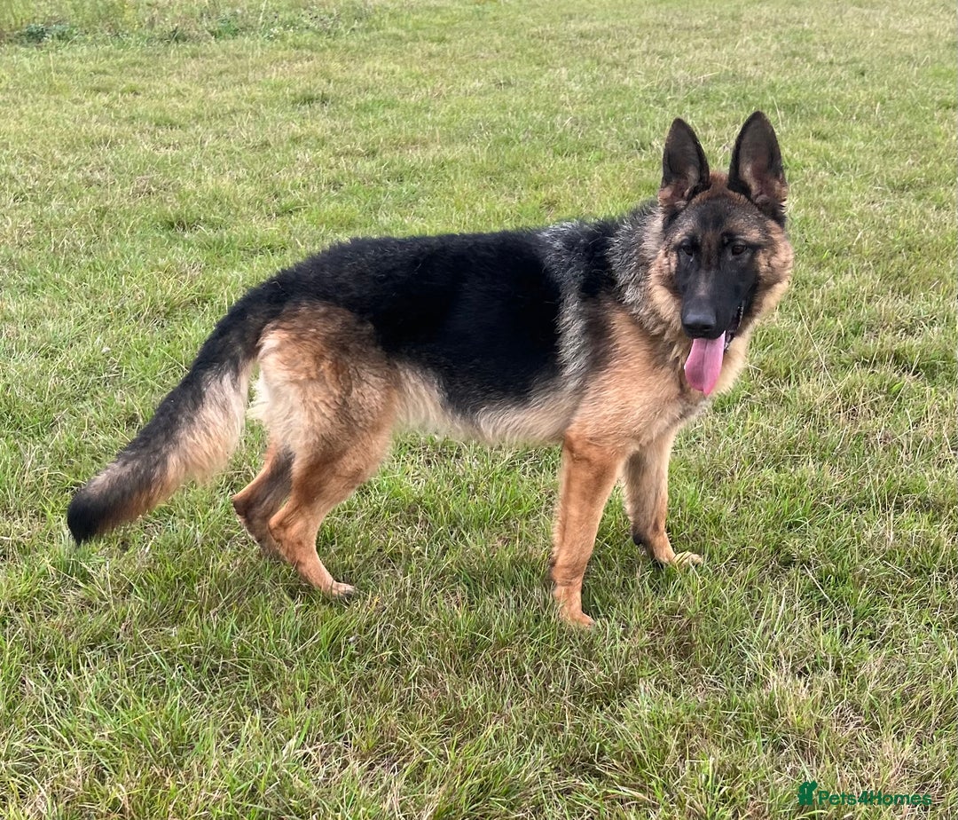 German Shepherd dogs for sale: Beautiful Gsd female for sale  - Image 2
