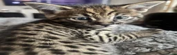 Savannah cats for sale: 🔥 Exceptional Savannah F3Kittens Rare Markings 🔥 - Advert 7