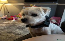 Morkie dogs for sale: Yorkshire terrier x maltese 7 yrs old  - Image 4