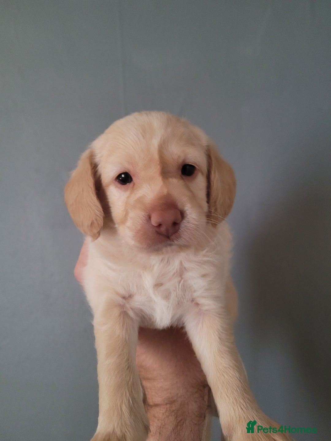 Labradoodle dogs for sale: Gorgeous mini labradoodles  - Image 6
