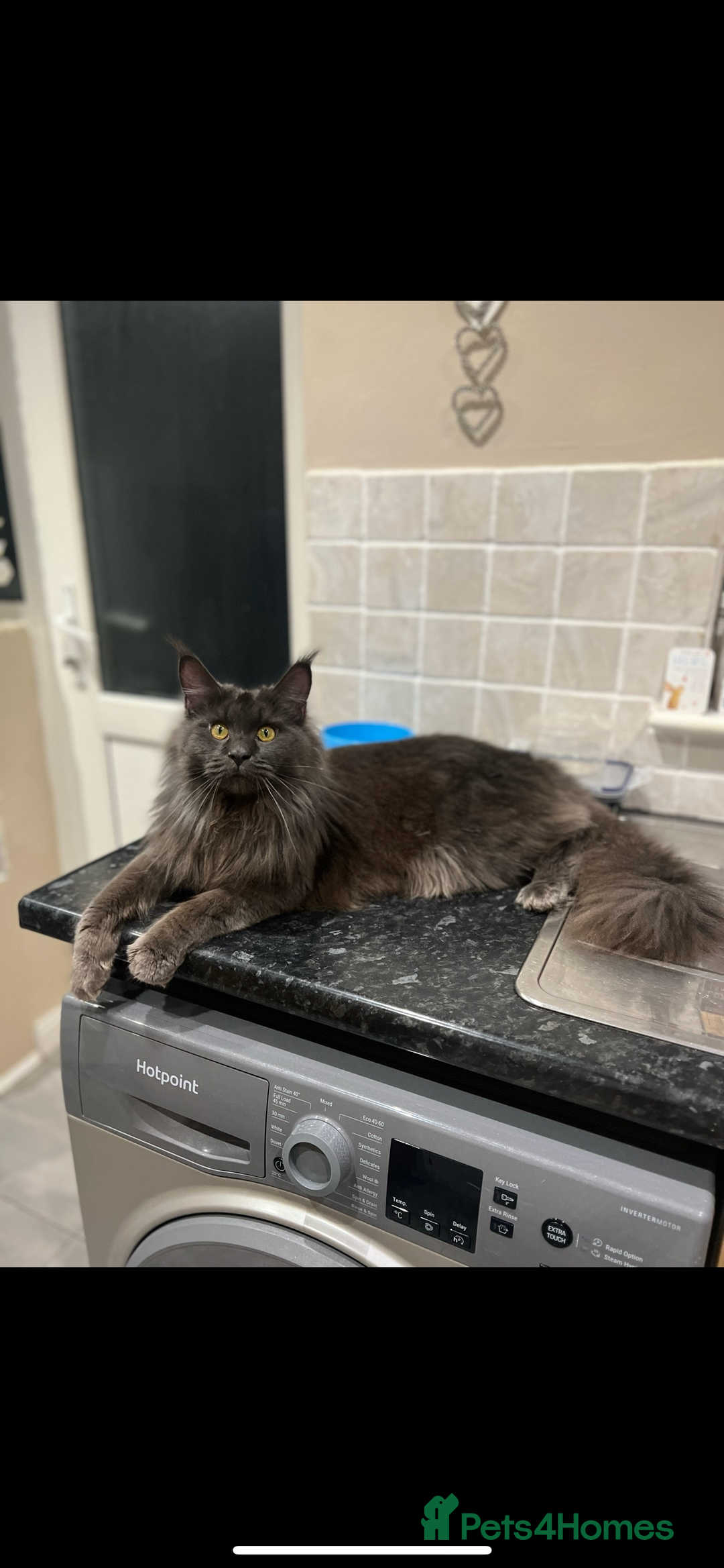 Maine Coon cats for sale: Chunky and fluffy Mainecoon kittens - Image 29