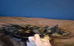 Mixed Breed cats for sale: Adorable Kittens - £150 (Reduced) - Image 3