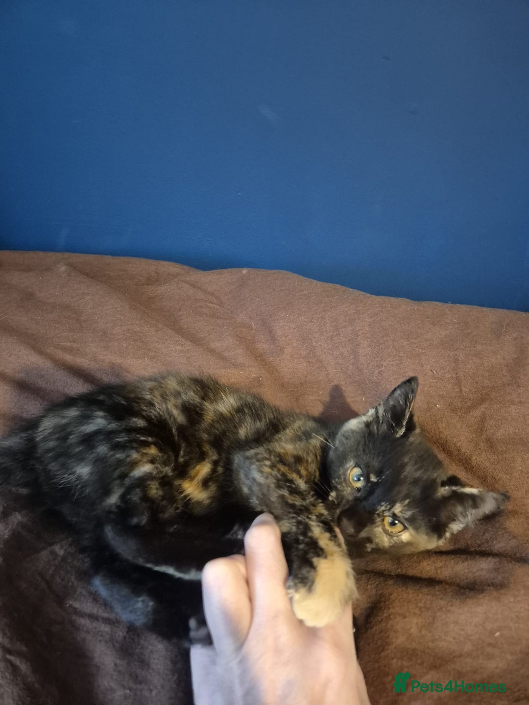 Mixed Breed cats for sale: Adorable Kittens - £150 (Reduced) - Image 3