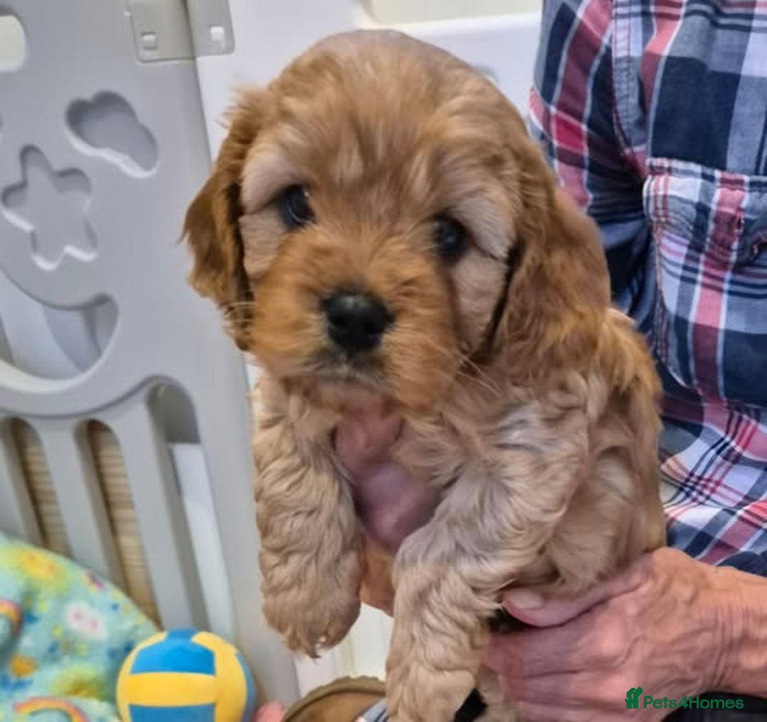 Cavapoo dogs for sale: toy f1 cavapoos for sale - Image 10