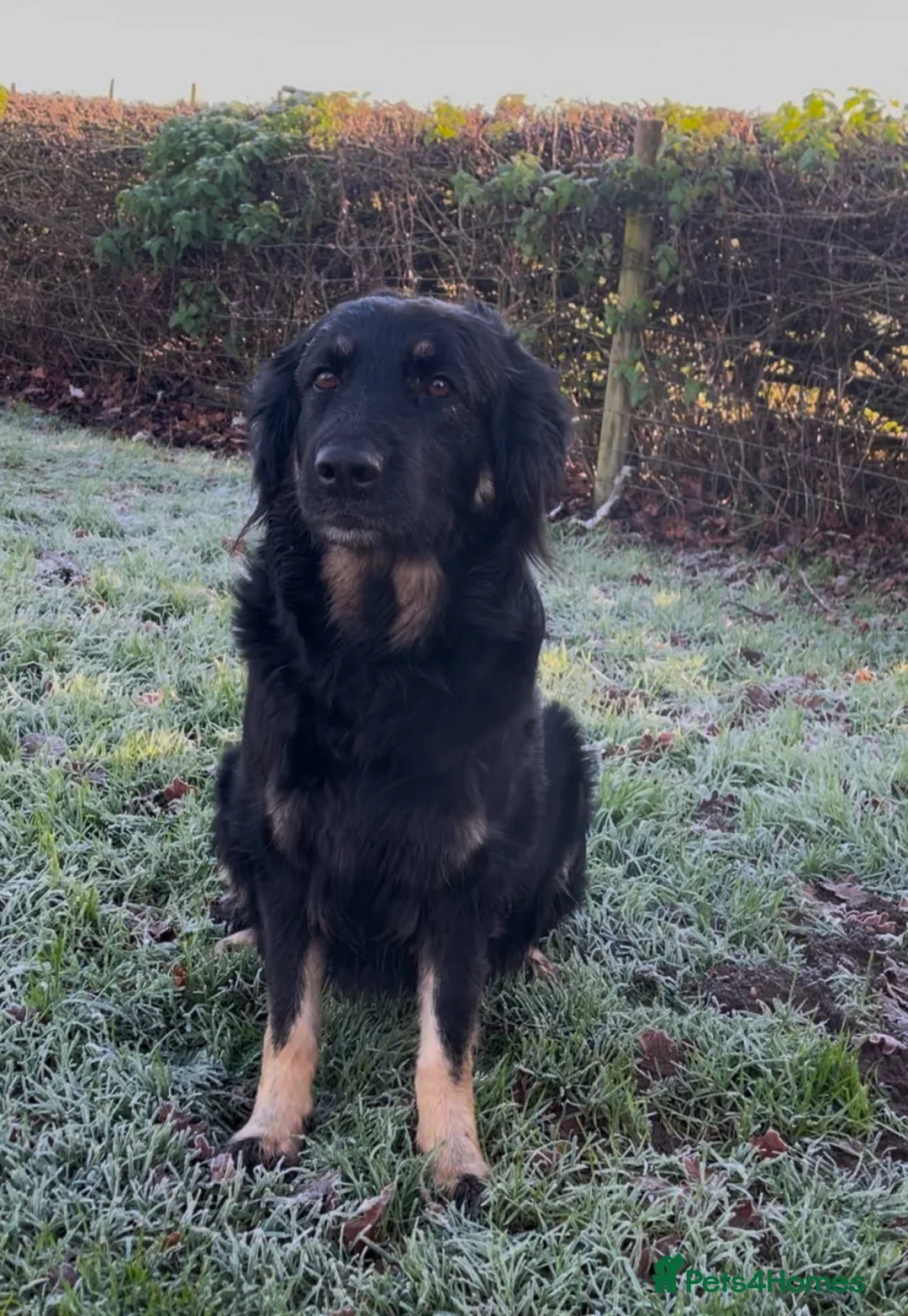 Mixed Breed dogs for sale: Golden Retriever X German Shepherd puppies - Advert 3