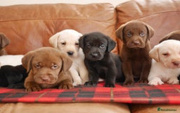 Labrador Retriever dogs for sale: Stunning Health Tested Labrador Puppies - Advert 4