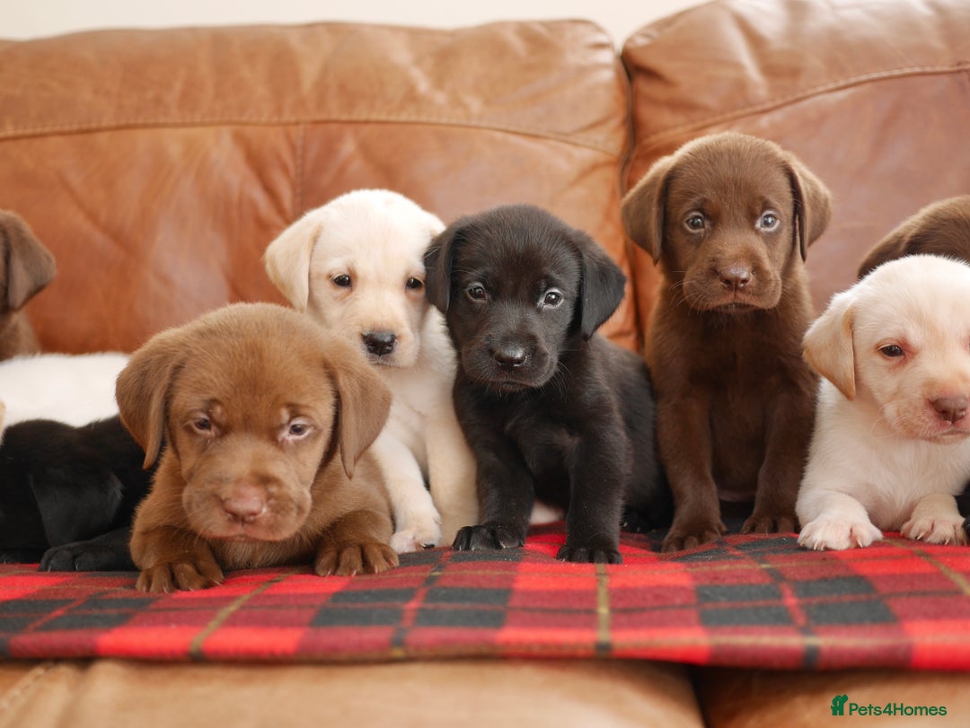 Labrador Retriever dogs for sale: Stunning Health Tested Labrador Puppies - Advert 4