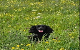 Cocker Spaniel dogs for sale: FTCH MALLOWDALE QUAD x HEATHCROFT KITTY FTCH - Image 9
