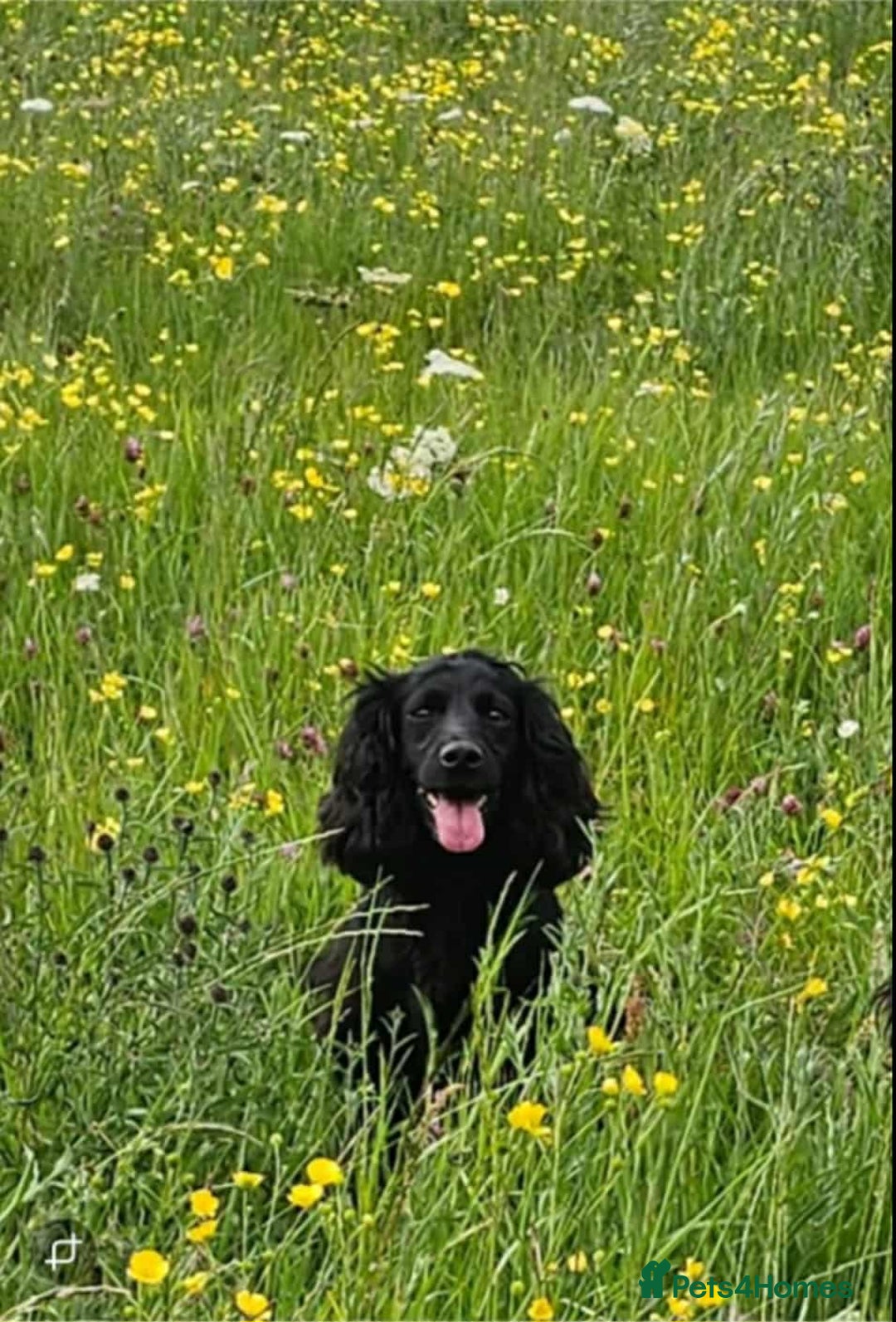 Cocker Spaniel dogs for sale: FTCH MALLOWDALE QUAD x HEATHCROFT KITTY FTCH - Image 9