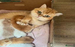 British Shorthair cats for sale: Stunning British shorthair NY 12 kittens - Image 32